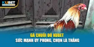 Gà Chuối Đỏ Kubet - Sức Mạnh Uy Phong, Chọn Là Thắng