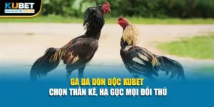 Gà Đá Đòn Độc Kubet - Chọn Thần Kê, Hạ Gục Mọi Đối Thủ