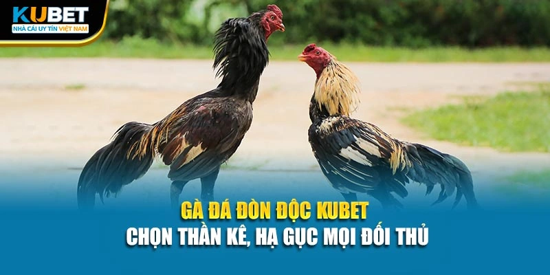 Gà Đá Đòn Độc Kubet - Chọn Thần Kê, Hạ Gục Mọi Đối Thủ
