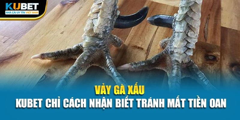 Vảy Gà Xấu - Kubet Chỉ Cách Nhận Biết Tránh Mất Tiền Oan