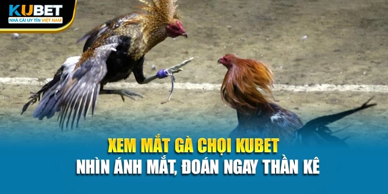 Xem Mắt Gà Chọi Kubet - Nhìn Ánh Mắt, Đoán Ngay Thần Kê