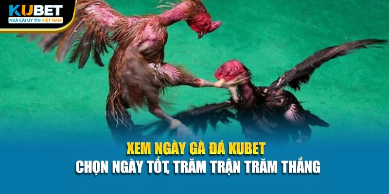Xem Ngày Gà Đá KUBET - Chọn Ngày Tốt, Trăm Trận Trăm Thắng
